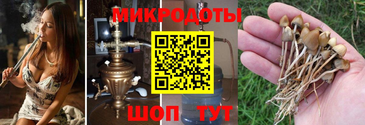 Псилоцибиновые грибы Psilocybine cubensis Канаш